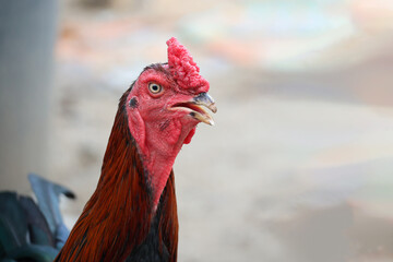 The fighting cock in garden nature farm