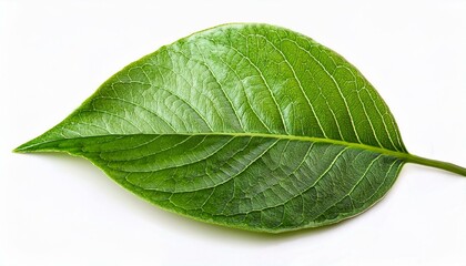 Fototapeta premium green leaf isolated