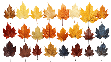 Autumn Maple Leaves Colorful Fall Foliage, Rustic Design for Seasonal Themes, isolated on transparent background.