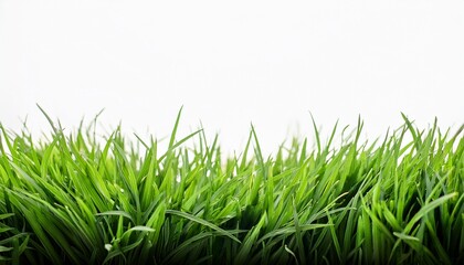 Fototapeta premium green grass on white background spring or summer plant lawn