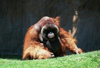 Orangután 
