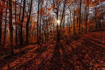 Magnificent colorful Fall day in Rougemont park, Quebec