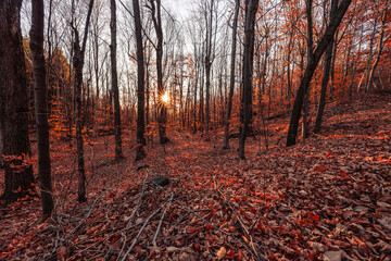 Magnificent colorful Fall day in Rougemont park, Quebec