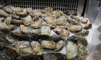 very fresh oysters freshly caught in the refrigerator of the starred restaurant