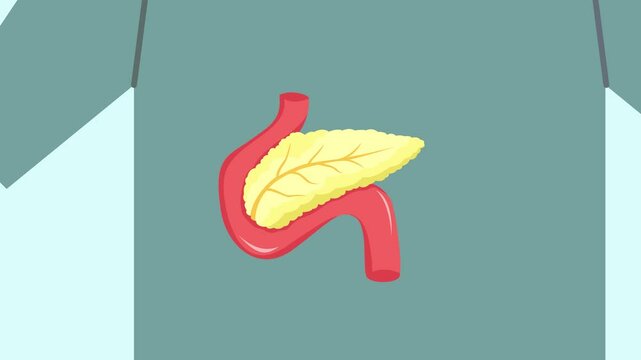 Animated video Human body anatomy concept. Full length animation illustration. High quality 4k footage.