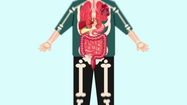 Animated video Human body anatomy concept. Full length animation illustration. High quality 4k footage.
