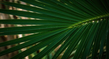 Green Palm Leaf Close-up with Textured Details for Tropical Background