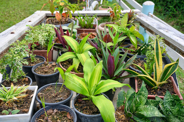 Collection of potted plants for garden and home decor