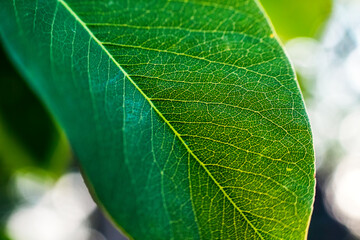 Green leaf with vein texture in the garden