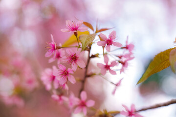 Wild himalayan cherry tree with pink flower blooming in springtime