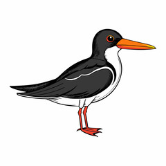 vector illustration of a black skimmer bird