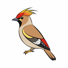bohemian waxwing bird on a white background