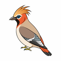 bohemian waxwing bird on a white background