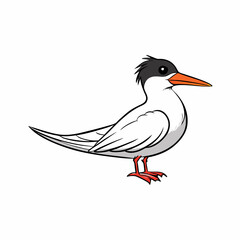 vector illustration of a tern