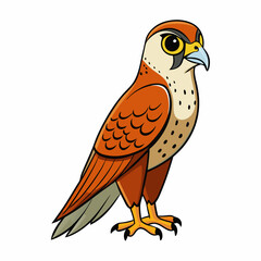 vector illustration of a common kestrel bird