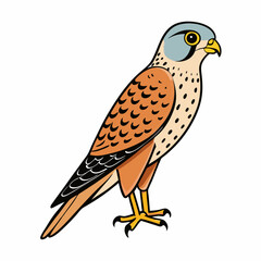 vector illustration of a common kestrel bird