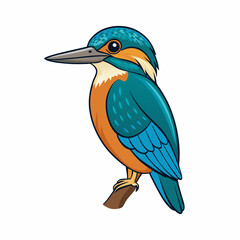 kingfisher isolated on white background