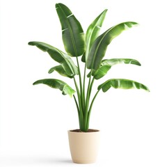 Tropical plant in pot, vibrant green leaves