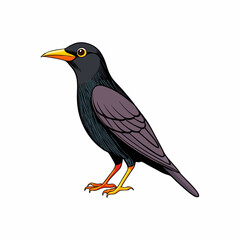 vector illustration of a common starling