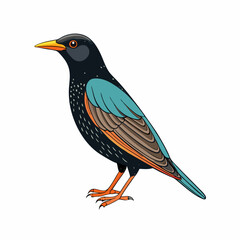 vector illustration of a common starling