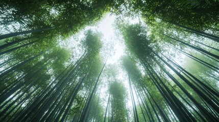 Serene Bamboo Forest Canopy in Misty Light