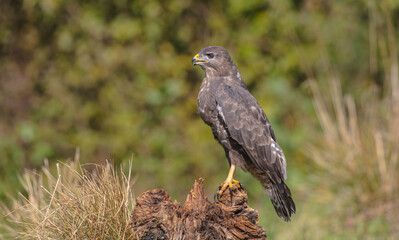 Fototapeta premium Common Buzzard in autumn at a wet forest
