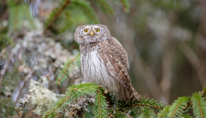 Eurasian Pigmy Owl in a fir grove in spring 
