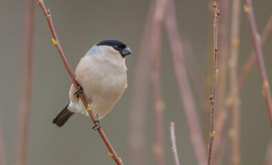 Eurasian Bullfinch - female at a wet forest in spring