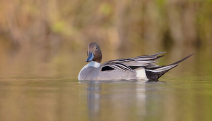 Northern pintail - male bird at a small pond in spring