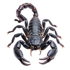  Black emperor scorpion