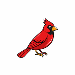 red cardinal bird