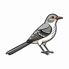 vector illustration of a bird northern mockingbird