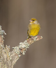 European Greenfinch   in winter at a wetland