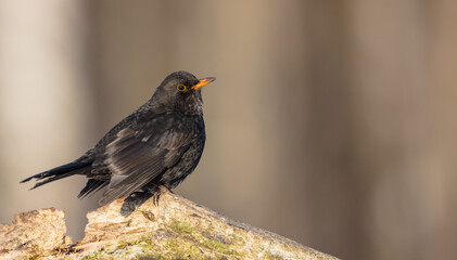 Common blackbird - adult male in winter at a wet forest