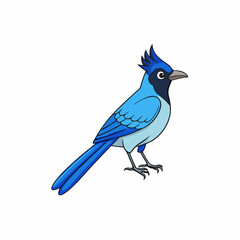 blue jay isolated on white background