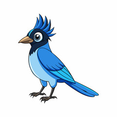 blue jay isolated on white background