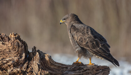 Common Buzzard in winter at a wet forest