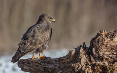 Common Buzzard in winter at a wet forest