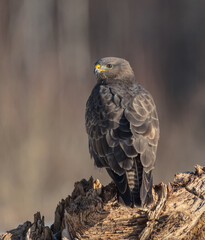 Common Buzzard in winter at a wet forest