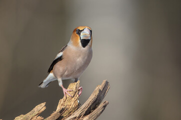 Fototapeta premium The hawfinch - male in winter at a wet forest