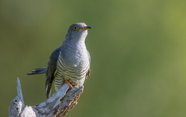 Common cuckoo - in spring at a wet forest