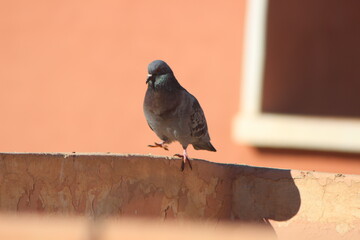 Rock Dove Perching on Top of a House, Rock Pigeon Close Up, Rock Dove Close Up, Common Pigeons