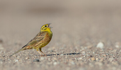 Yellowhammer  - male in summer