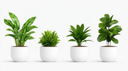Obraz premium Four potted houseplants with varying leaf types and colors arranged against a white background. The plants are in simple, round, white pots