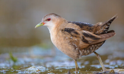 Little Crake - female feeding at a wetland 