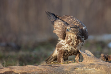 Common Buzzard in winter at a wet forest