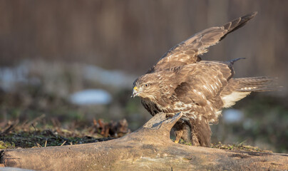 Common Buzzard in winter at a wet forest