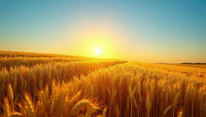 Obraz premium Rolling golden wheat field under clear blue sky, wheat, sunset, harvest