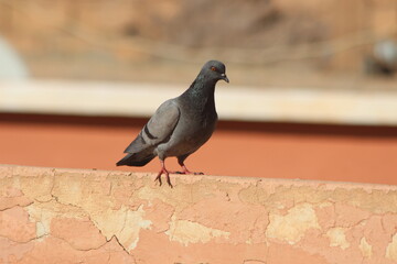 Rock Dove Perching on Top of a House, Rock Pigeon Close Up, Rock Dove Close Up, Common Pigeons