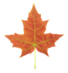 Autumn Maple Leaf: Nature’s Fiery Beauty